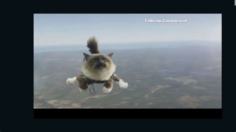 2012 Skydiving Cats Cause Uproar Cnn Video