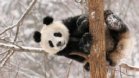 Ingyenes Háttérképek 1920x1080 Px állatok Medve Aranyos Pandák