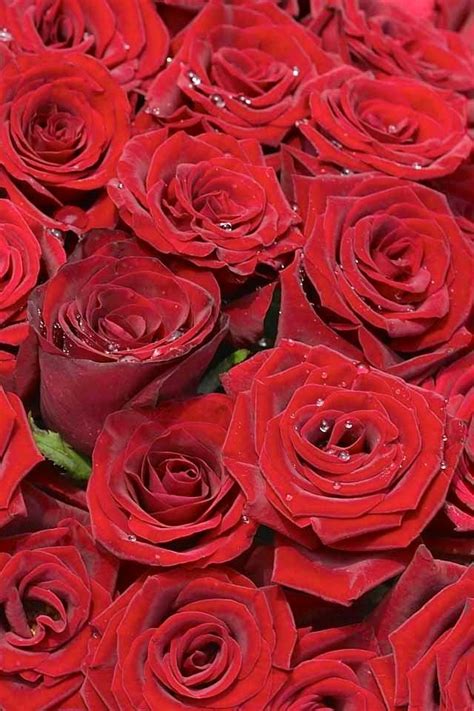 Red Roses Image Via Wallpapershd Rosa Roja Lenguaje De Las Flores