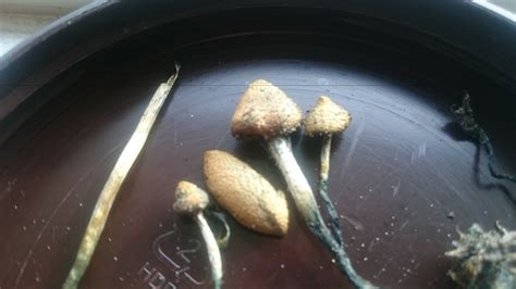 Id Request Psilocybe Azurescens Mushroom Hunting And Identification
