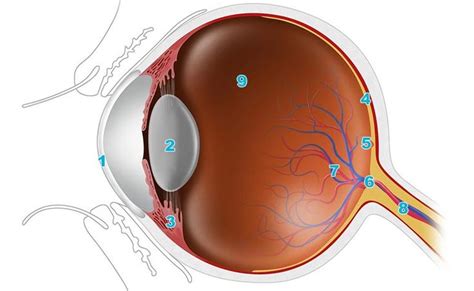 An Easy Guide To Your Eyes Anatomy Uk Eye Anatomy