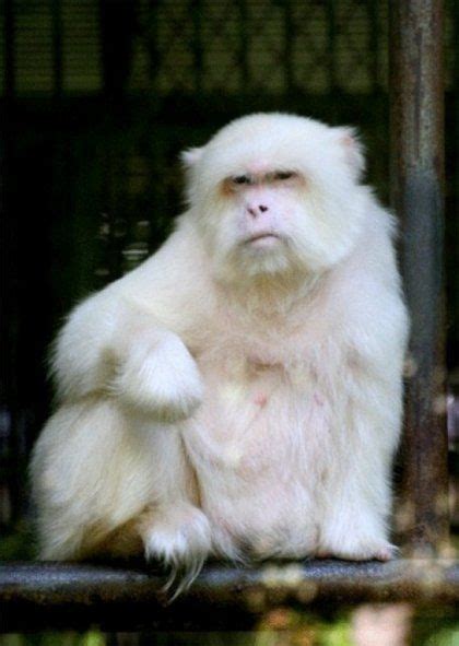 A Collection Of The Most Beautiful Albino Animals Sharenator Rare