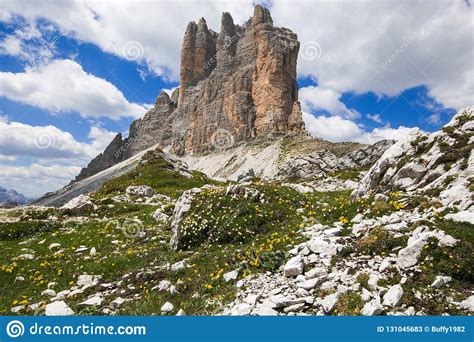 Wild Summer Flowers In The Italian Dolomites Stock Image Image Of