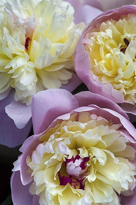 Tutto promozioni rose fiori da bulbo fiori di stagione fiori vivaci e perenni arbusti e piante rampicanti piante da frutto semi e orto giardino bio o naturale prodotti. Peonies | Peonie, Peonie rosa, Fiori
