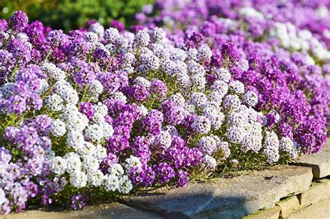 How To Grow Lavender In Every Climate Gardeners Path Alyssum