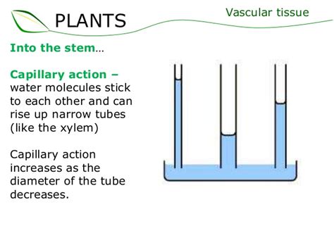 Capillary action is also seen in many plants and trees. 02 plant structure supplement - vascular tissue