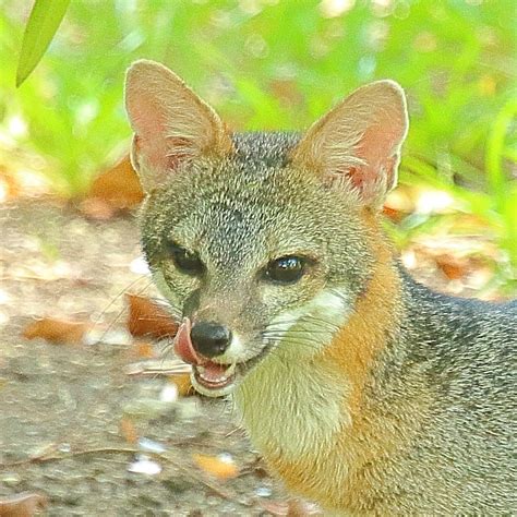 Gray Fox Ryanacandee Flickr