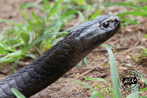 Black Necked Spitting Cobra African Snakebite Institute