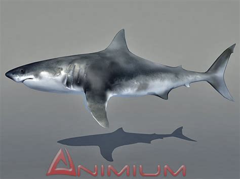 Shark 3d Model