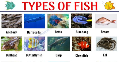 Fishes Pictures With Names
