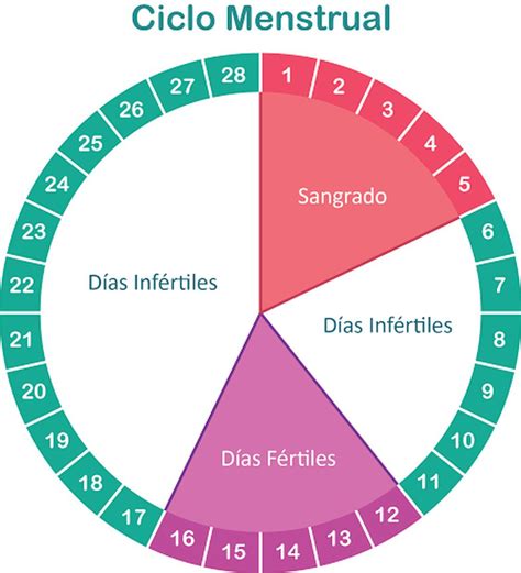 Esquema Del Ciclo Menstrual ¡fotos And Guía 2021
