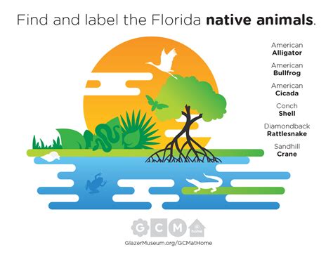 Explore The Mangroves And Native Animals Activity Sheet Glazer Children