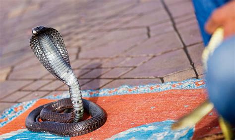 Snake Dance Stock Photos Pictures And Royalty Free Images Istock