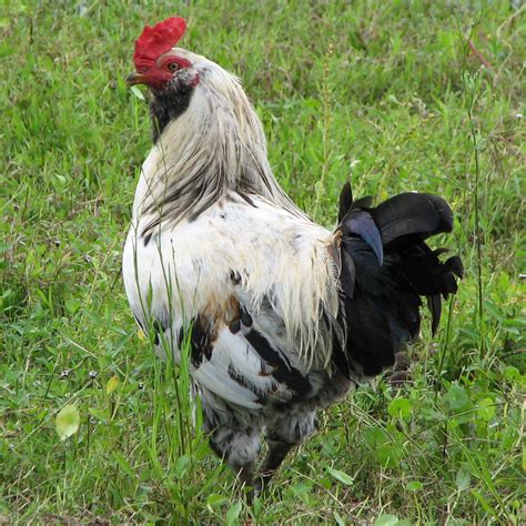 Ameraucana rooster | Ameraucana rooster | Gabriel Kamener | Flickr
