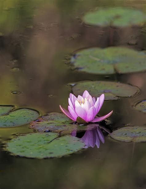Pink Water Lily Photograph By Stephen Gingold Fine Art America