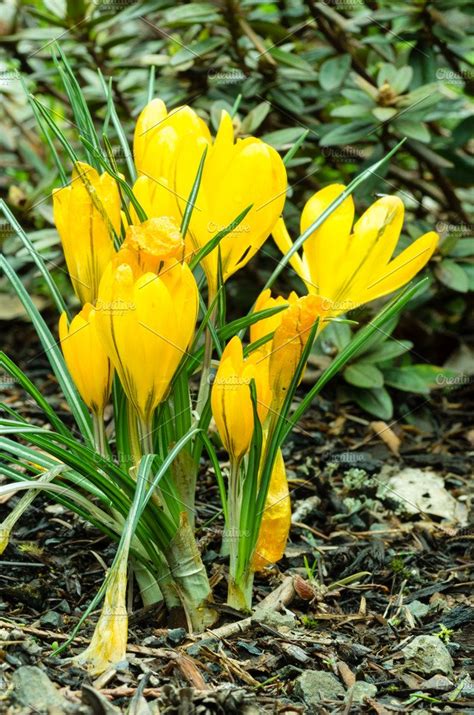 Yellow Crocus Flowers ~ Nature Photos ~ Creative Market