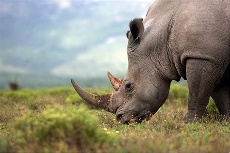 Two White Rhino Embryos Are Created With Frozen Sperm In Efforts To