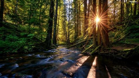 Rays Of The Sun Forest River Beautiful Views Wallpapers 2048x1152