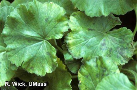 Geranium Bacterial Leaf Spot Pseudomonas Syringae Center For