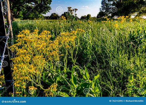 Yellow Wildflowers In Texas Stock Image Image Of Beautiful Yellow