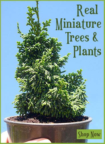 A Favorite Miniature Garden Tree The Tansu Japanese Cedar ‣ The Mini