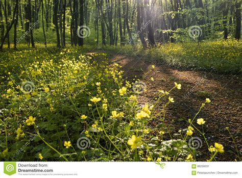 Peaceful Forest Path Stock Image Image Of Outdoor Flower 86259331