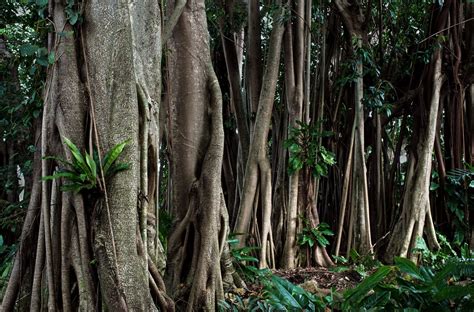 14 Remarkable Facts About Rubber Trees Fact City