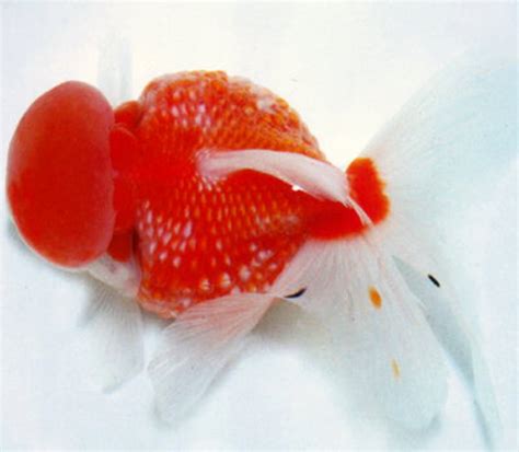 Types Of Pearlscale Pearlscale Goldfish