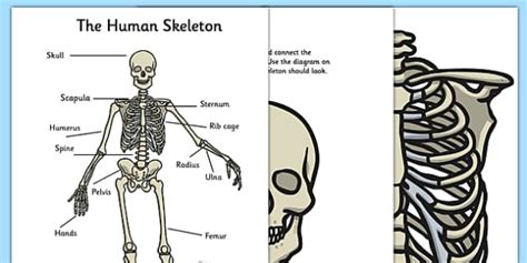 This is just a preview! Human Skeleton Large Display Cut Outs (teacher made)