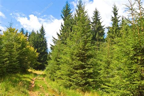 Summer Pine Forest — Stock Photo © York76 8077241