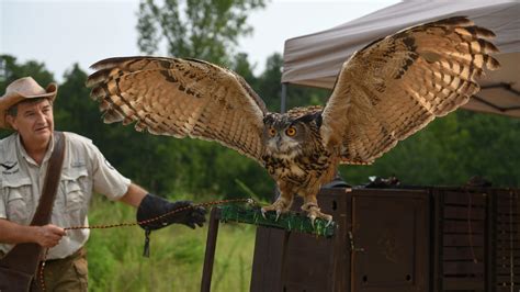 Falcon Quest offers birds of prey, falconry fun, education in Augusta