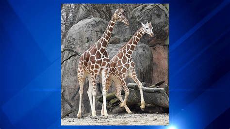 Photos Giraffes At Brookfield Zoo Enjoy Spring Weather Abc7 Chicago