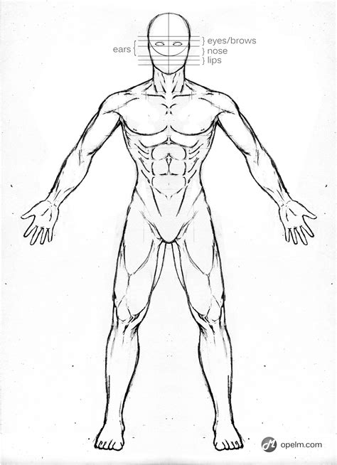 Human Body Sketch Male