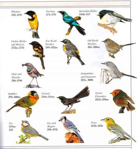 Migrating Birds List South America Bird Watching Blog