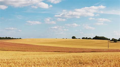 Free Image On Pixabay Cornfield Wheat Fields Field Natural