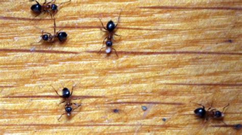 So bleiben die silberfische kleben und können entsorgt werden. Was kann man gegen ameisen machen | Was tun gegen Ameisen ...