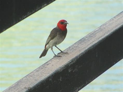 10000 Birds Red Headed Honeyeaters In Broome 10000 Birds
