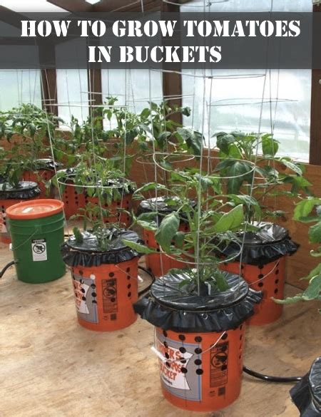 How To Grow Vegetables In Five Gallon Buckets Homestead