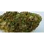 Cheese UK Weed Review  Cannabis Marijuana Strains