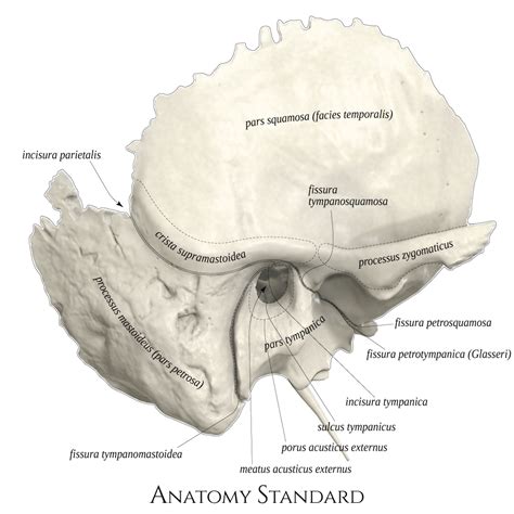 Anatomy Standard Drawing Temporal Bone Lateral View Latin Labels AnatomyTOOL