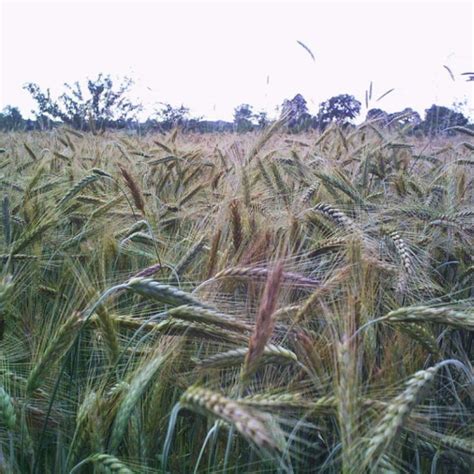 Graines Bio De Seigle Engrais Vert