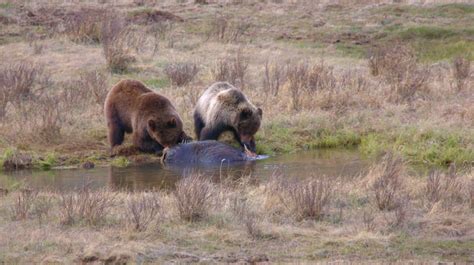 Meat Eating Grizzly Grizzly Bear Grizzly Bear