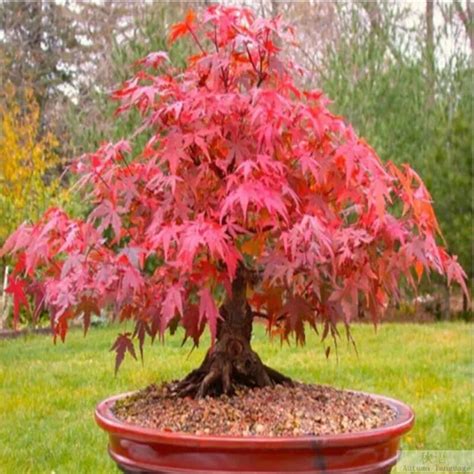 50 Red Japanese Maple Tree Seeds Palmatum Atropurpureum Landscaping