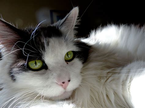 American Longhair Cat Free Stock Photo Public Domain Pictures