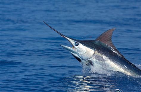 Blue Marlin The Life Of Animals