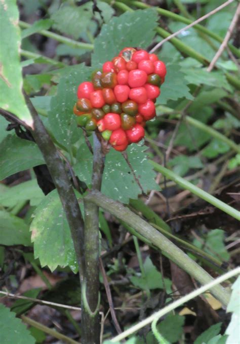 Jack In The Pulpit Nichols Arboretum 1827 Geddes Ave University Of