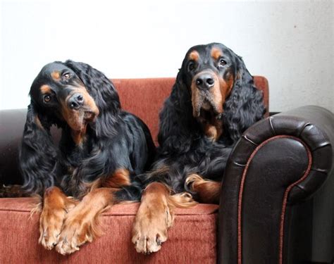 Our kennel is located in northern wisconsin. Gordon Setter Dog Photography Puppy Hounds Chiens Puppies ...