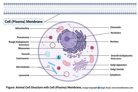 Animal Cell Definition Structure Parts Functions Labeled Diagram