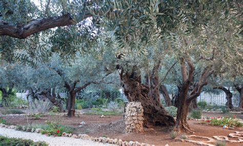 Prayer Reflection Holy Land Israel Garden Of Gethsemane Maranatha Tours