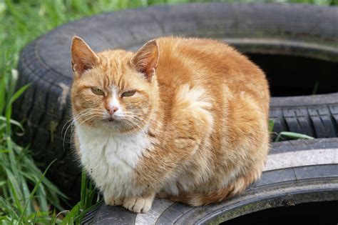 Orange Tuxedo Cat The Feral Life Cat Blog